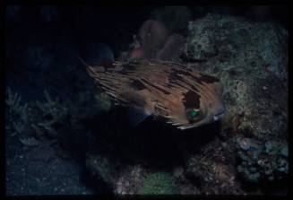 Long-spine porcupinefish (Diodon holocanthus)