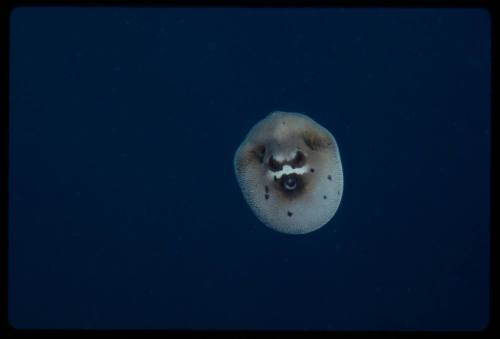 Blackspotted puffer (Arothron nigropunctatus) puffed up for defense