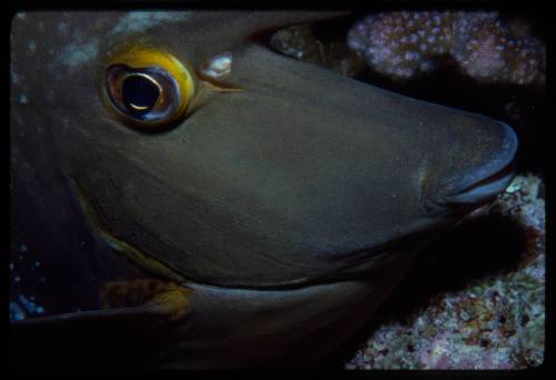 Close up of a unicornfish