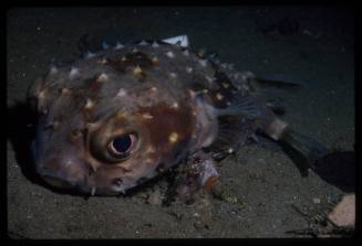 Burrfish resting on the seafloor