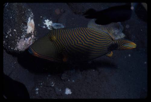 Orange-lined triggerfish (Balistapus undulatus)