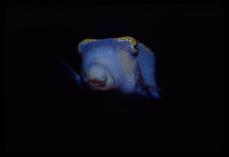 Spotted boxfish (Ostracion meleagris)