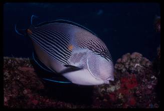 Sohal surgeonfish (Acanthurus sohal) 