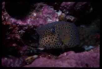 Yellow boxfish (Ostracion cubicus)