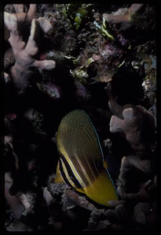 Sailfin tang (Zebrasoma veliferum)