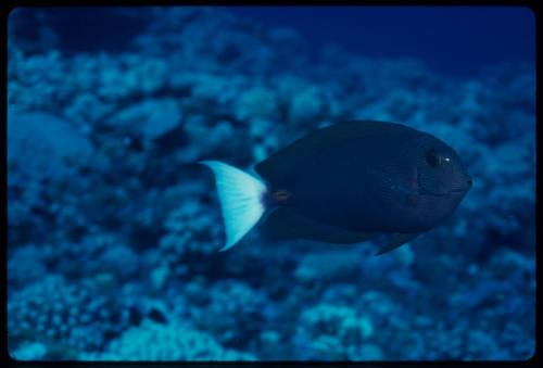 Blueline surgeonfish (Acanthurus nubilus)