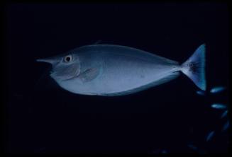 Whitemargin unicornfish (Naso annulatus)