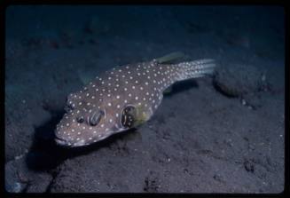 White-spotted puffer fish (Arothron hispidus)