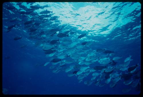 Pale surgeonfish (Acanthurus mata)