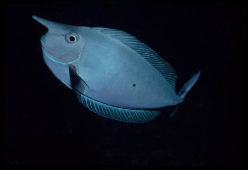 Spotted unicornfish (Naso brevirostris)