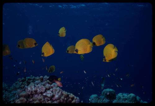 Bluecheek butterflyfish (Chaetodon semilarvatus)