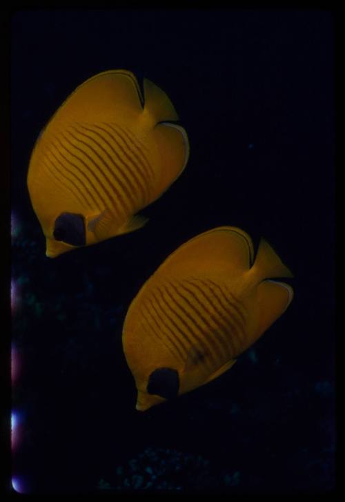 Bluecheek butterflyfish (Chaetodon semilarvatus)