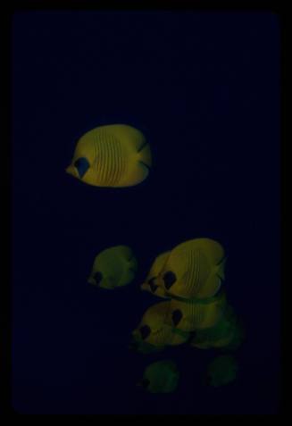 Bluecheek butterflyfish (Chaetodon semilarvatus)