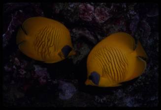 Bluecheek butterflyfish (Chaetodon semilarvatus)