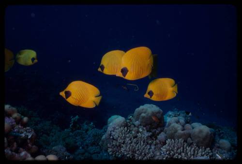 Bluecheek butterflyfish (Chaetodon semilarvatus)