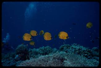 Bluecheek butterflyfish (Chaetodon semilarvatus)