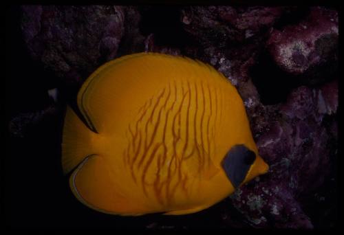 Bluecheek butterflyfish (Chaetodon semilarvatus)