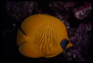 Bluecheek butterflyfish (Chaetodon semilarvatus)