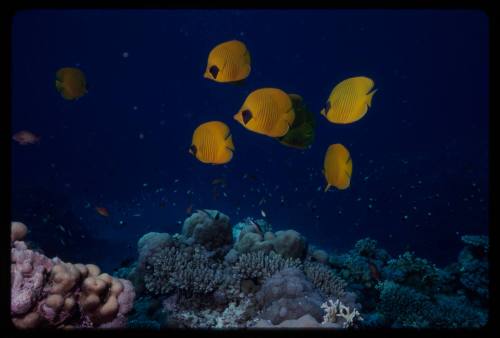 Bluecheek butterflyfish (Chaetodon semilarvatus)