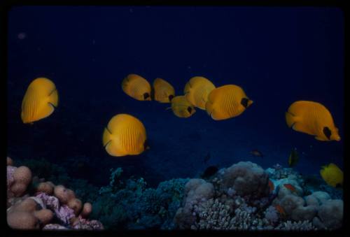 Bluecheek butterflyfish (Chaetodon semilarvatus)