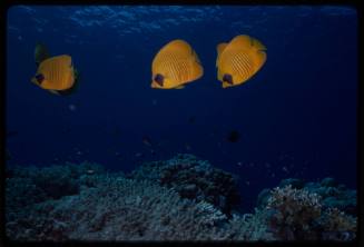 Bluecheek butterflyfish (Chaetodon semilarvatus)