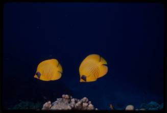 Bluecheek butterflyfish (Chaetodon semilarvatus)