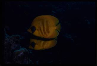 Bluecheek butterflyfish (Chaetodon semilarvatus)