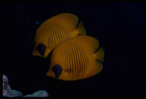 Bluecheek butterflyfish (Chaetodon semilarvatus)