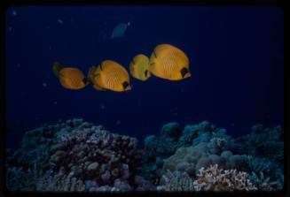 Bluecheek butterflyfish (Chaetodon semilarvatus)