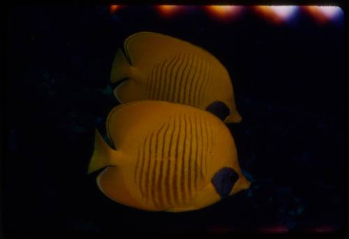 Bluecheek butterflyfish (Chaetodon semilarvatus)