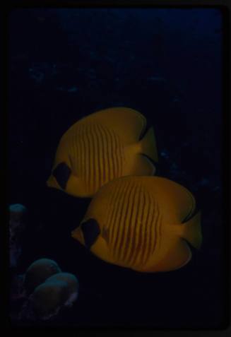 Bluecheek butterflyfish (Chaetodon semilarvatus)