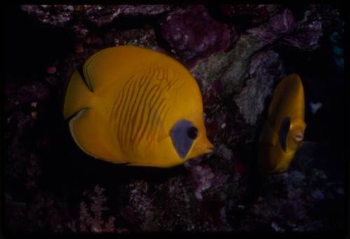 Bluecheek butterflyfish (Chaetodon semilarvatus)