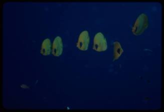 Bluecheek butterflyfish (Chaetodon semilarvatus)