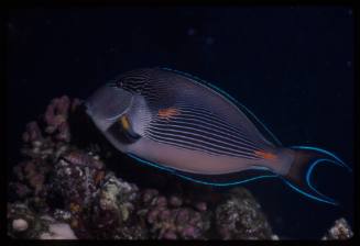 Sohal surgeonfish (Acanthurus sohal)