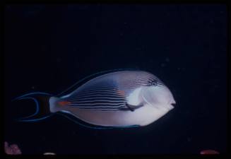 Sohal surgeonfish (Acanthurus sohal)