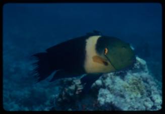 Broomtail wrasse (Cheilinus lunulatus)