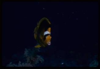 Diagonal butterflyfish (Chaetodon fasciatus)