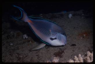 Sohal surgeonfish (Acanthurus sohal)