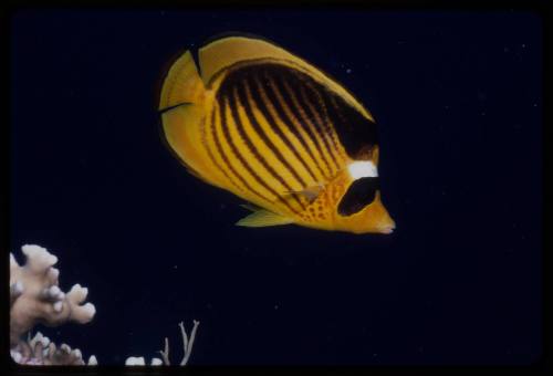 Diagonal butterflyfish (Chaetodon fasciatus)