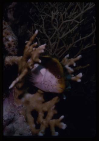 Black-side hawkfish (Paracirrhites forsteri) in fire coral