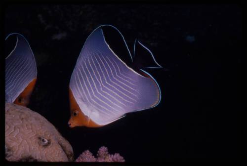 Hooded butterflyfish (Chaetodon larvatus)