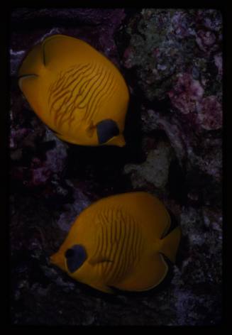 Bluecheek butterflyfish (Chaetodon semilarvatus)