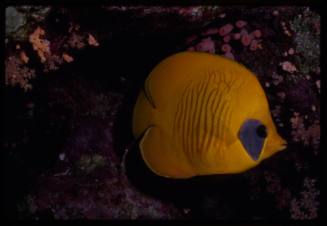 Bluecheek butterflyfish (Chaetodon semilarvatus)