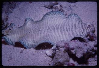 Tiger sole (Soleichthys heterorhinos)