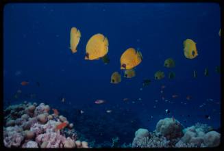 Bluecheek butterflyfish (Chaetodon semilarvatus)