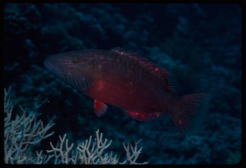 Cheek-lined wrasse (Oxycheilinus digramma)