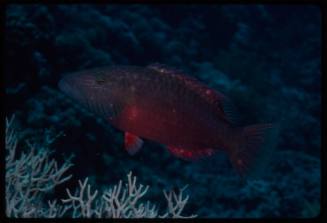 Cheek-lined wrasse (Oxycheilinus digramma)