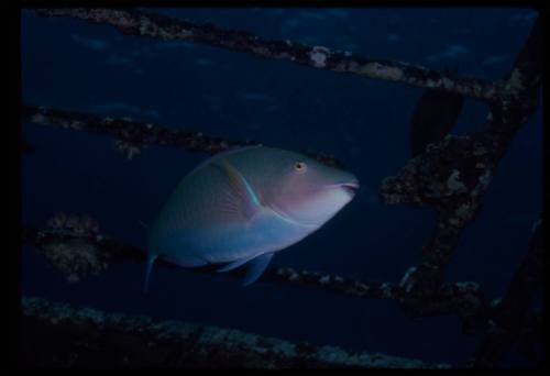 Parrotfish