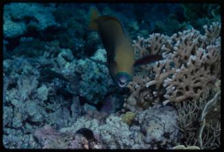 Parrotfish