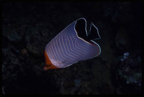 Hooded butterflyfish (Chaetodon larvatus)